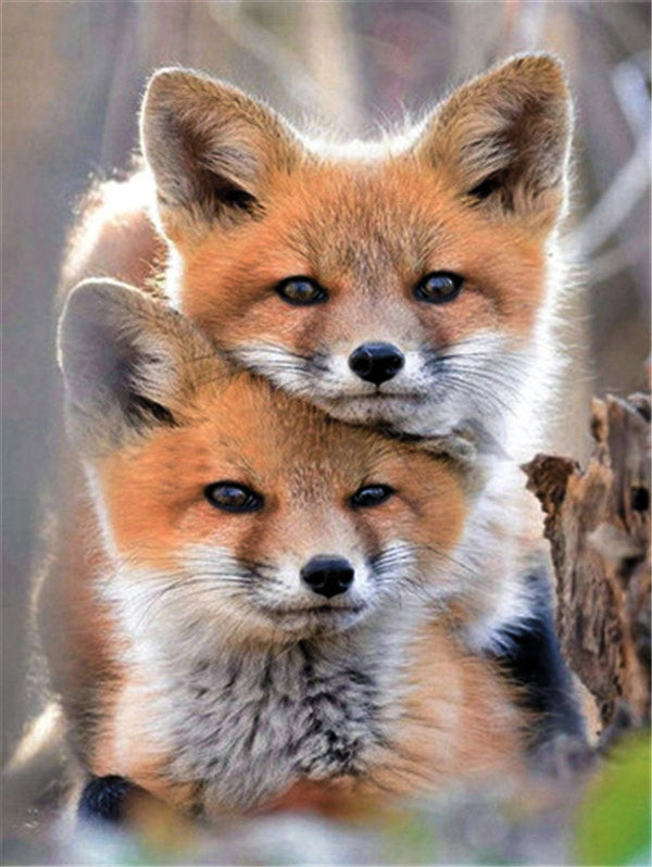 5D Diamond Painting Animal Embroidery Fox