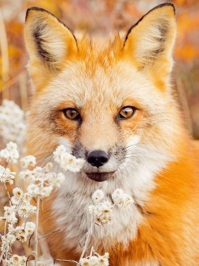 5D Diamond Painting Animal Embroidery Fox