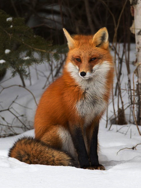 5D Diamond Painting Animal Embroidery Fox
