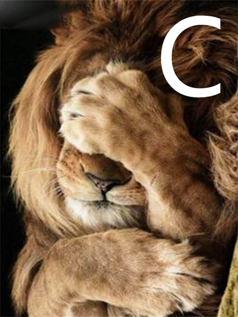 5D Diamond Embroidery Lion Animal Cross Stitch